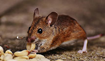 24 Hour & Emergency Exterminators in Rocky Point, NC